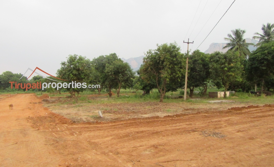 Low Budget Plots and Below 45 Lacs Houses for Sale Near Chandragiri Fort Junction